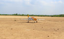87" Piper Cherokee PA-29 WARRIOR II TRIBUTE SCHEME 35cc-40cc | Legend Hobby